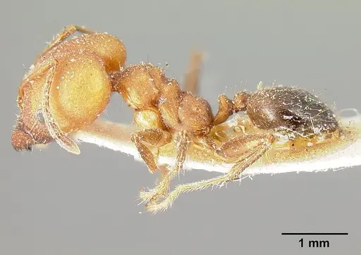 Pheidole biconstricta specimen CASENT0601290 image casent0601290_4