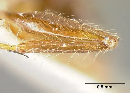 Pheidole biconstricta specimen CASENT0601290 image casent0601290_5