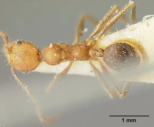 Pheidole biconstricta specimen CASENT0601291 image casent0601291_1