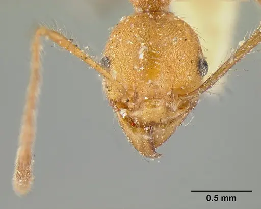 Pheidole biconstricta specimen CASENT0601291 image casent0601291_2
