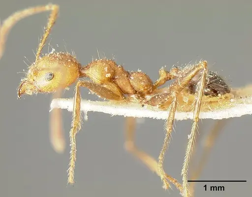 Pheidole biconstricta specimen CASENT0601291 image casent0601291_3