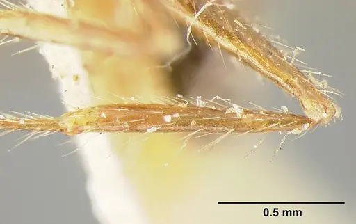Pheidole biconstricta specimen CASENT0601291 image casent0601291_4
