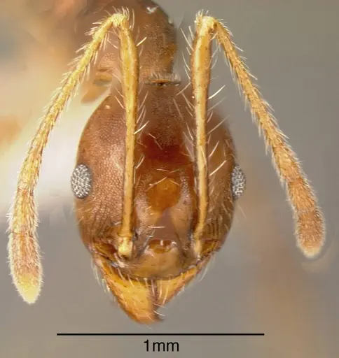 Pheidole biconstricta specimen CASENT0635436 image casent0635436_1
