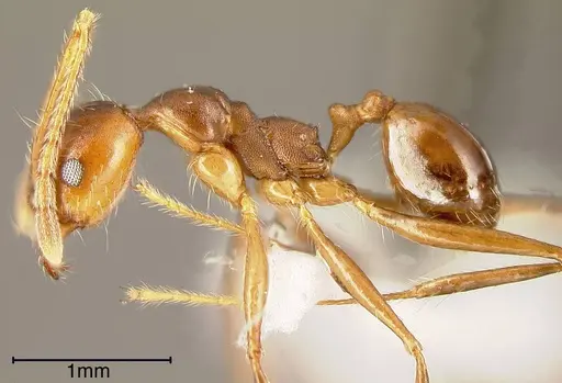Pheidole biconstricta specimen CASENT0635436 image casent0635436_2