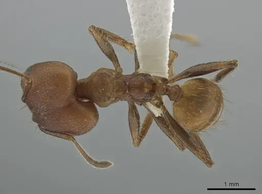 Pheidole biconstricta specimen CASENT0643907 image casent0643907_1