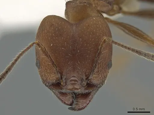 Pheidole biconstricta specimen CASENT0643907 image casent0643907_2