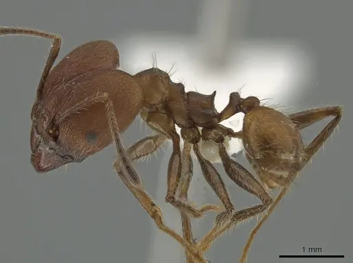 Pheidole biconstricta specimen CASENT0643907 image casent0643907_3