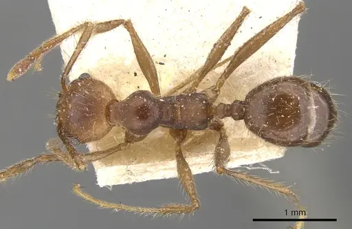 Pheidole biconstricta specimen CASENT0901477 image casent0901477_1