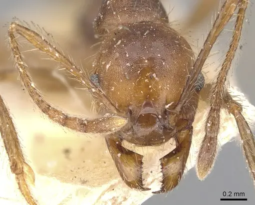 Pheidole biconstricta specimen CASENT0901477 image casent0901477_2