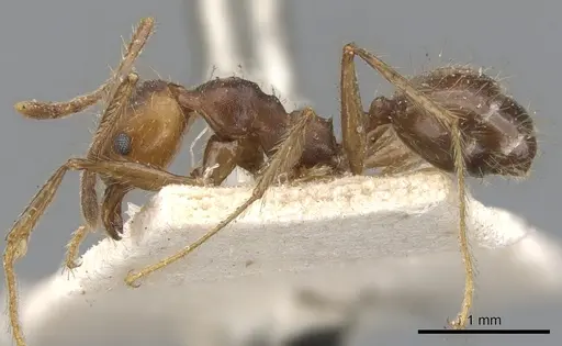 Pheidole biconstricta specimen CASENT0901477 image casent0901477_3