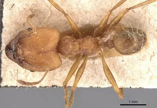 Pheidole biconstricta specimen CASENT0904350 image casent0904350_1