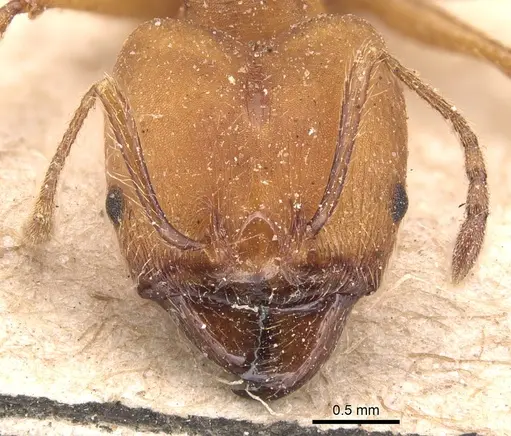 Pheidole biconstricta specimen CASENT0904350 image casent0904350_2