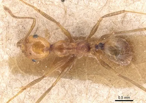 Pheidole biconstricta specimen CASENT0904351 image casent0904351_1