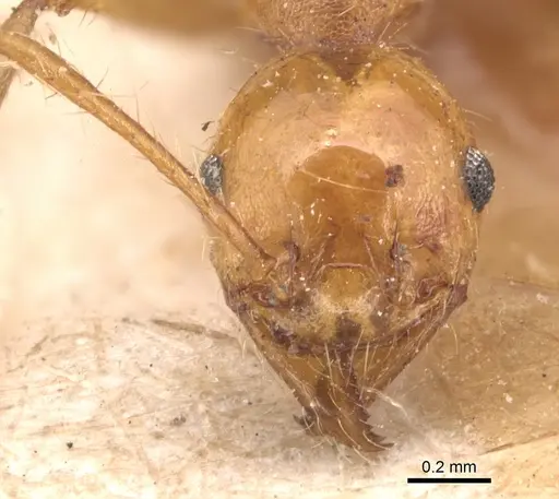 Pheidole biconstricta specimen CASENT0904351 image casent0904351_2