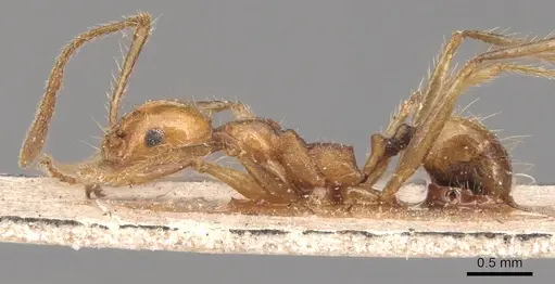 Pheidole biconstricta specimen CASENT0904351 image casent0904351_3