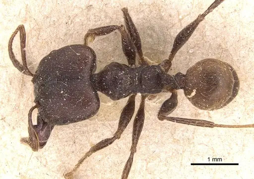 Pheidole biconstricta specimen CASENT0904352 image casent0904352_1