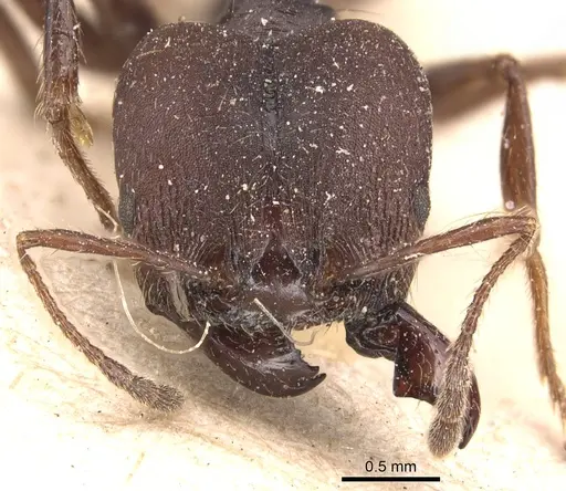 Pheidole biconstricta specimen CASENT0904352 image casent0904352_2