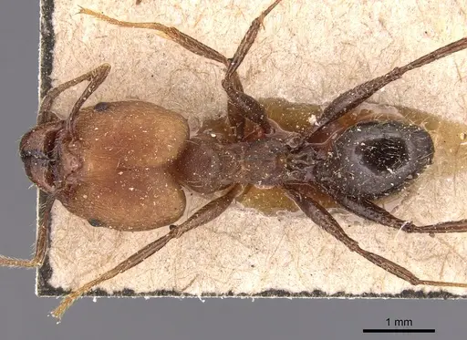 Pheidole biconstricta specimen CASENT0904353 image casent0904353_1
