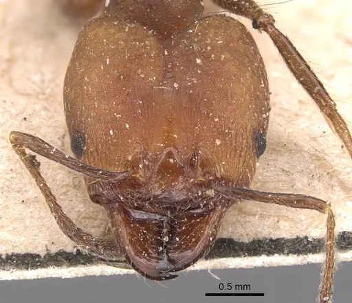 Pheidole biconstricta specimen CASENT0904353 image casent0904353_2