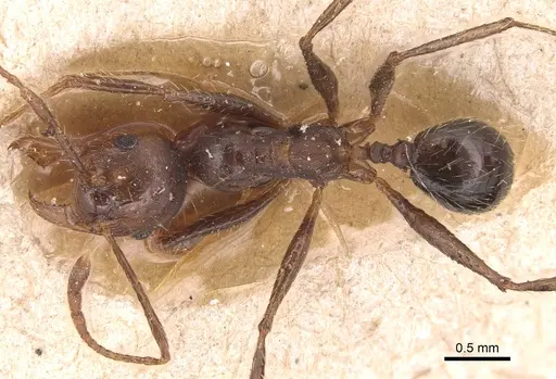 Pheidole biconstricta specimen CASENT0904354 image casent0904354_1