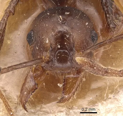 Pheidole biconstricta specimen CASENT0904354 image casent0904354_2