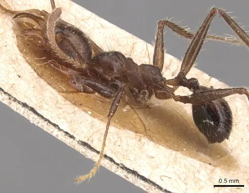 Pheidole biconstricta specimen CASENT0904354 image casent0904354_3
