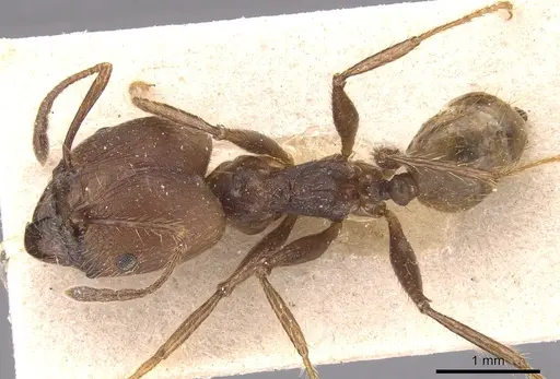 Pheidole biconstricta specimen CASENT0904355 image casent0904355_1