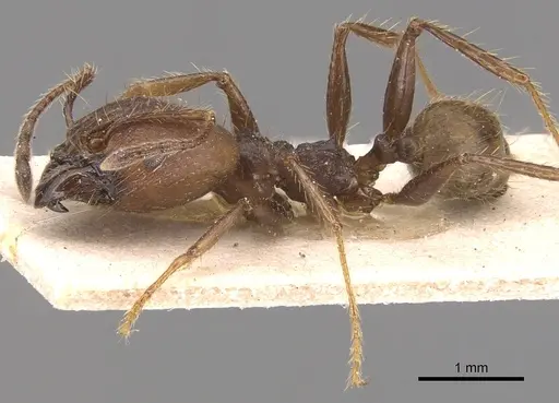 Pheidole biconstricta specimen CASENT0904355 image casent0904355_3