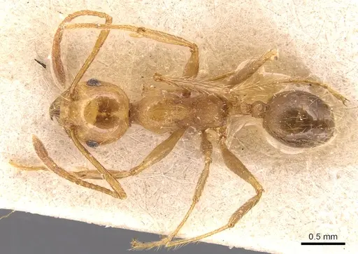 Pheidole biconstricta specimen CASENT0904356 image casent0904356_1