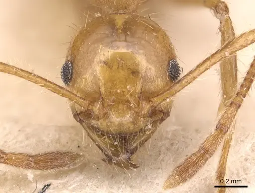Pheidole biconstricta specimen CASENT0904356 image casent0904356_2