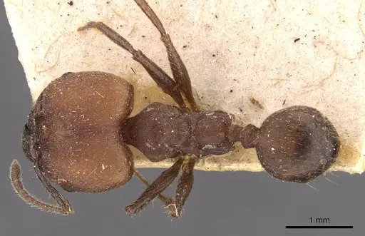 Pheidole biconstricta specimen CASENT0908085 image casent0908085_1