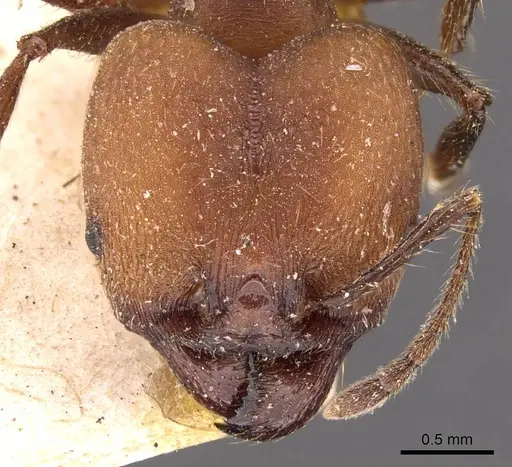 Pheidole biconstricta specimen CASENT0908085 image casent0908085_2
