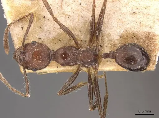 Pheidole biconstricta specimen CASENT0908086 image casent0908086_1
