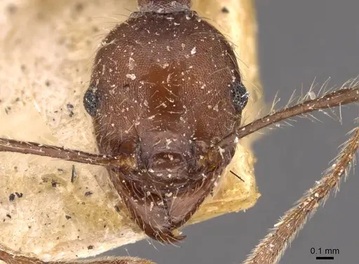 Pheidole biconstricta specimen CASENT0908086 image casent0908086_2