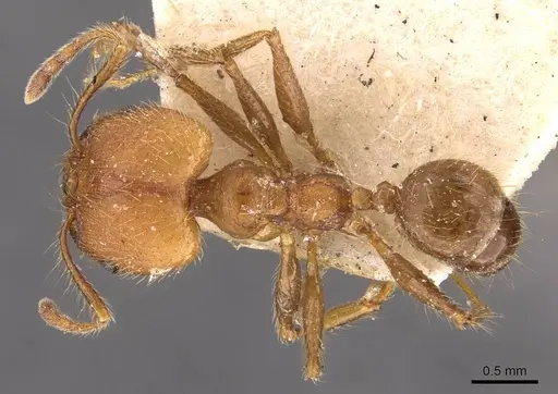 Pheidole biconstricta specimen CASENT0908087 image casent0908087_1