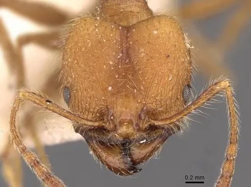 Pheidole biconstricta specimen CASENT0908087 image casent0908087_2
