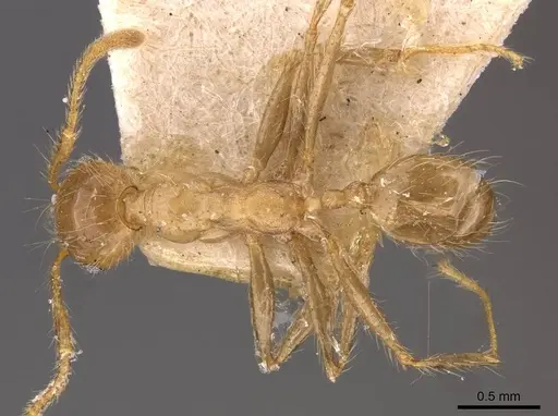 Pheidole biconstricta specimen CASENT0908088 image casent0908088_1