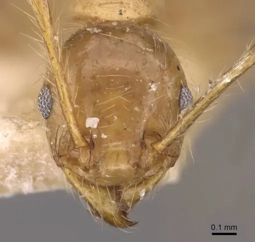 Pheidole biconstricta specimen CASENT0908088 image casent0908088_2