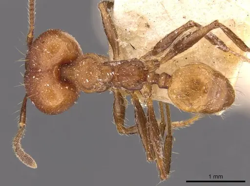 Pheidole biconstricta specimen CASENT0908089 image casent0908089_1