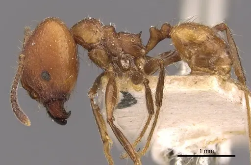 Pheidole biconstricta specimen CASENT0908089 image casent0908089_3