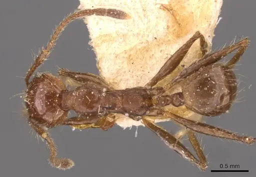 Pheidole biconstricta specimen CASENT0908090 image casent0908090_1