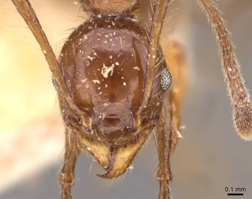 Pheidole biconstricta specimen CASENT0908090 image casent0908090_2