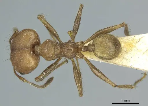 Pheidole biconstricta specimen CASENT0916051 image casent0916051_1