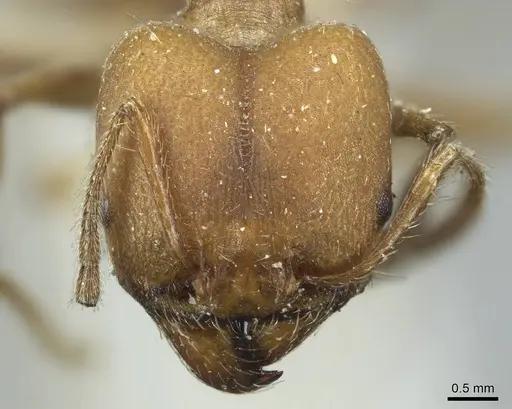 Pheidole biconstricta specimen CASENT0916051 image casent0916051_2