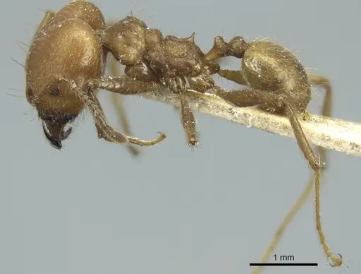Pheidole biconstricta specimen CASENT0916051 image casent0916051_3