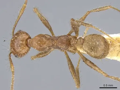 Pheidole biconstricta specimen CASENT0919768 image casent0919768_1