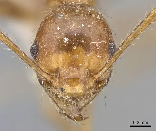 Pheidole biconstricta specimen CASENT0919768 image casent0919768_2