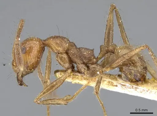 Pheidole biconstricta specimen CASENT0919768 image casent0919768_3
