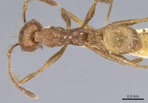 Pheidole biconstricta specimen CASENT0919769 image casent0919769_1