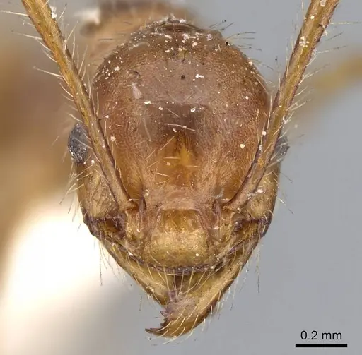 Pheidole biconstricta specimen CASENT0919769 image casent0919769_2